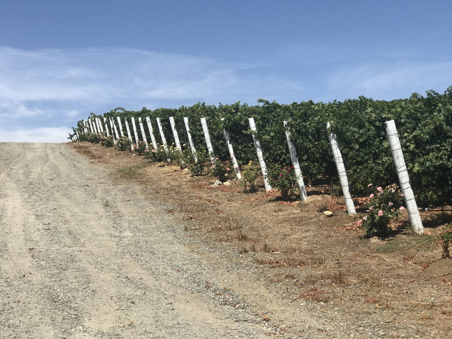 Road Trip It S Harvest Time In Temecula La Weekly