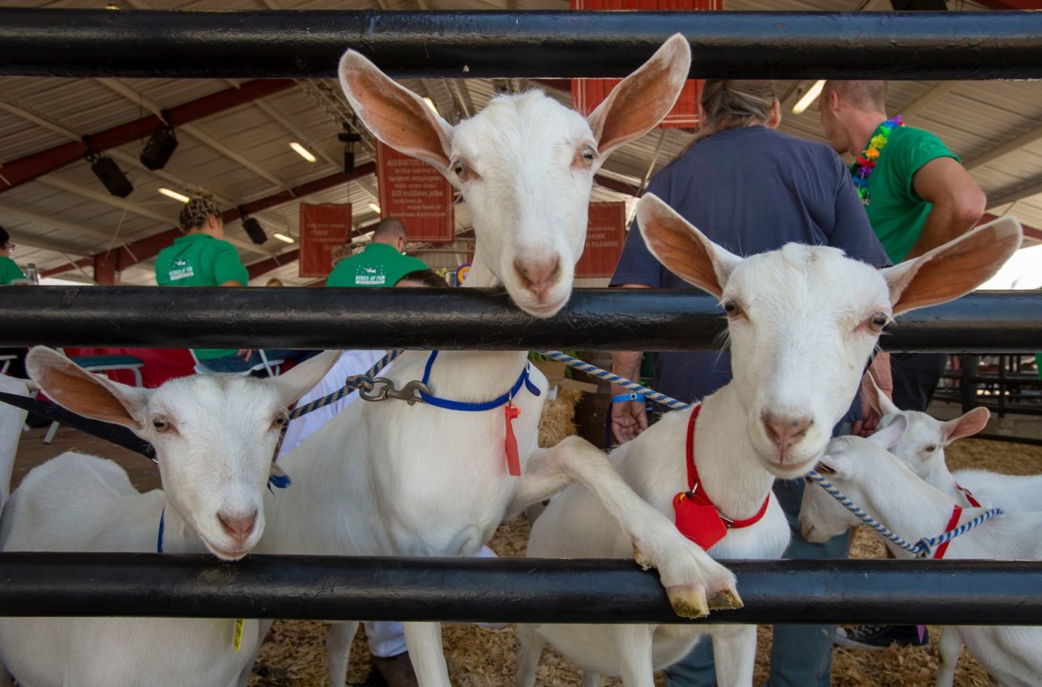 The Orange County Fair Returns And The Theme Is “Time For Fun” LA Weekly