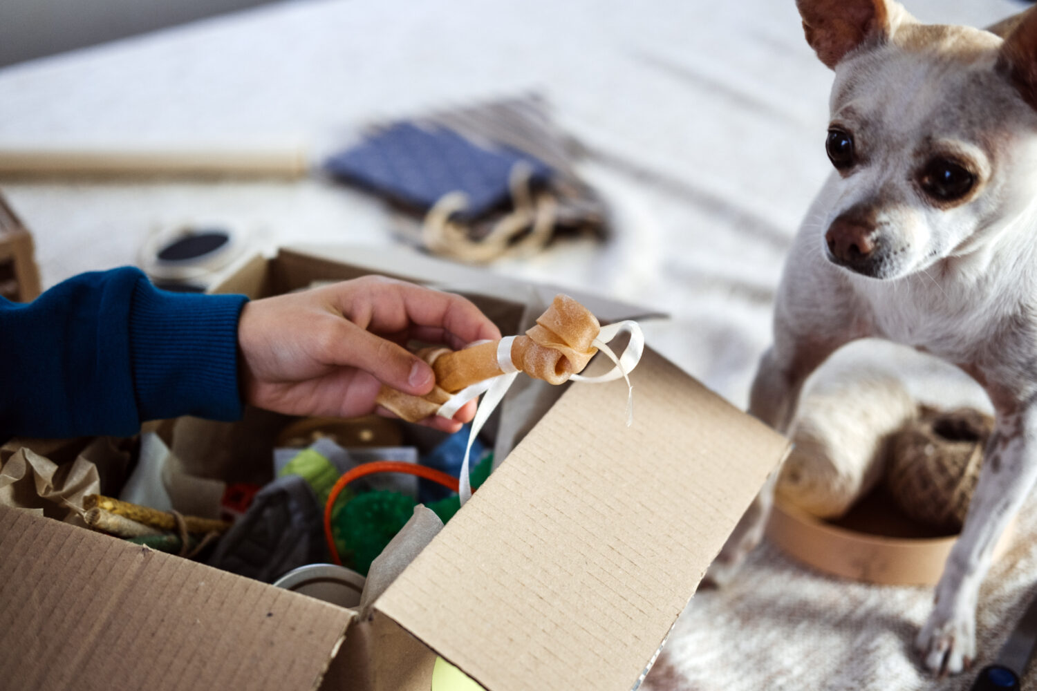 The Best Pet Subscription Boxes for 2024